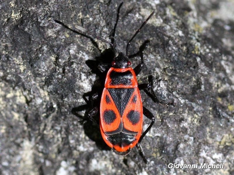 Pyrrhocoris apterus